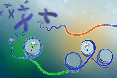 Sections of the genome, known as expression Quantitative Trait Loci (eQTL).