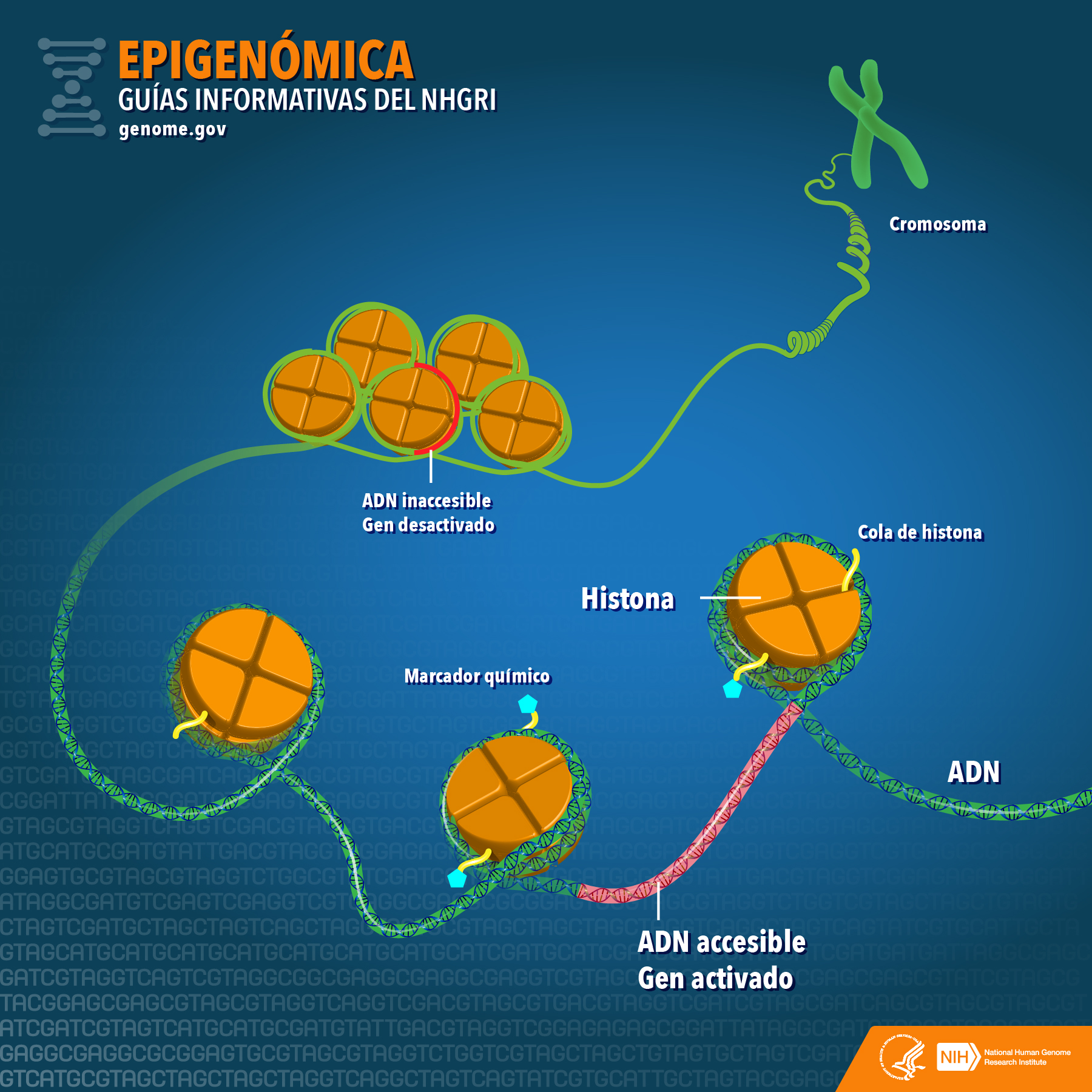 epigenomica