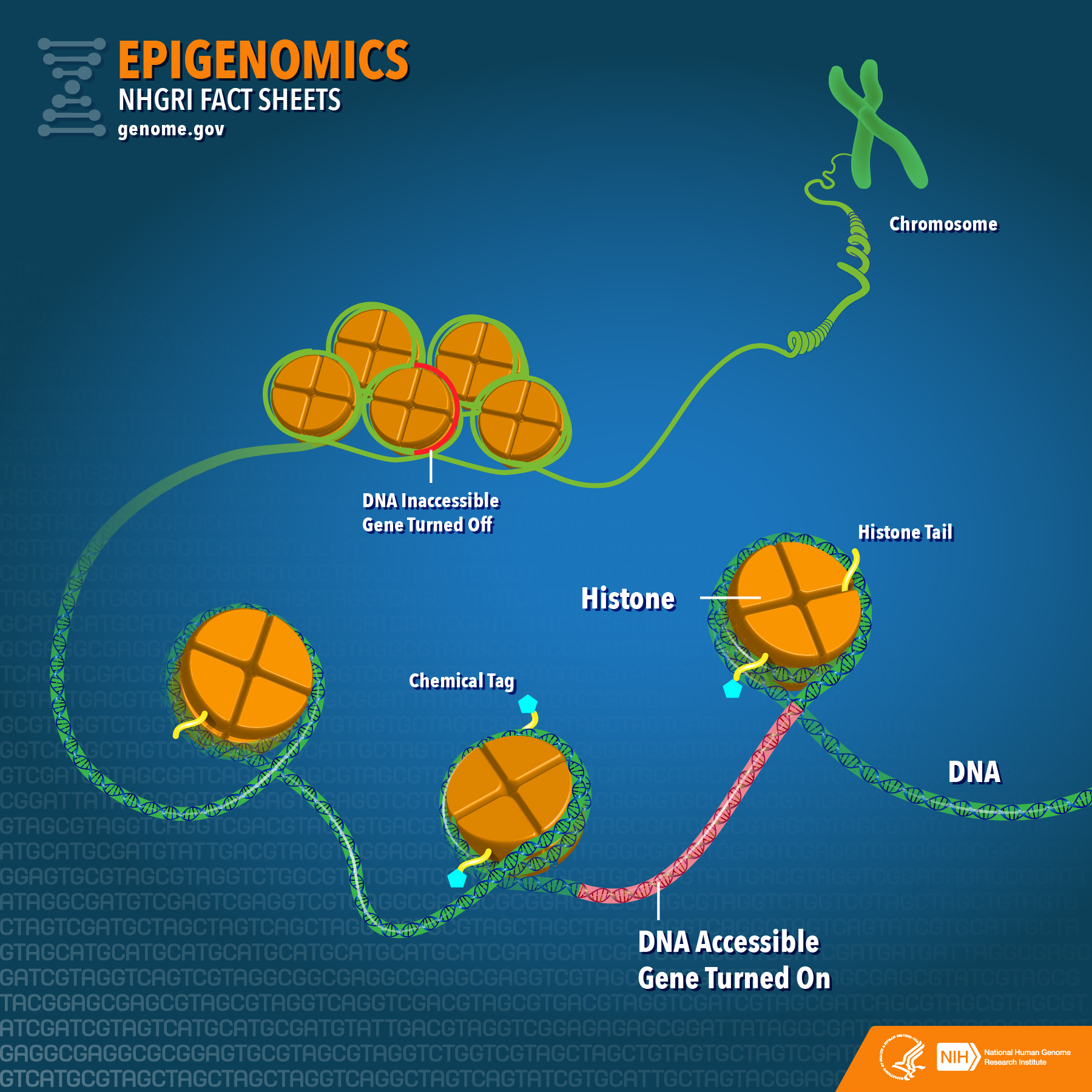 DNA chart