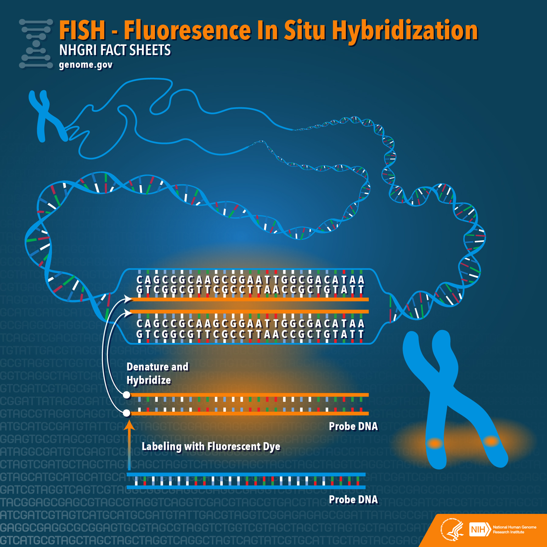 Fluorescence In Situ Hybridization Fact Sheet - LabXchange Fluorescence In Situ Hybridization Fact Sheet - LabXchange