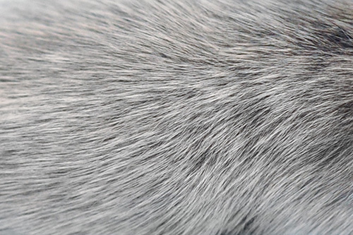 Gray fur
