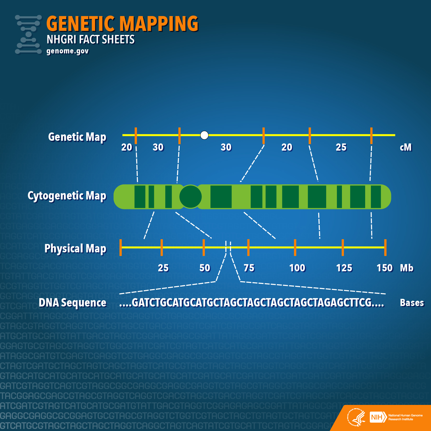 who mapped the human genome