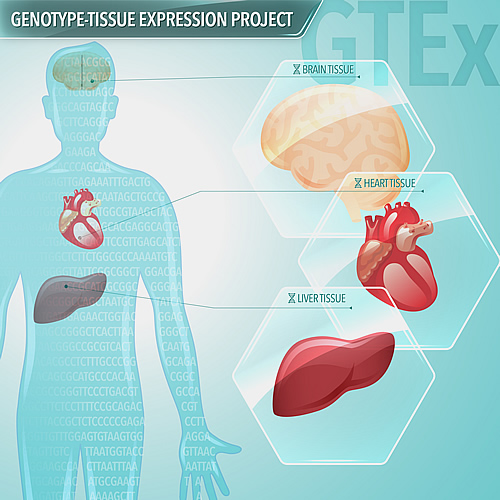 Brain, heart and liver tissue shown on a human figure.