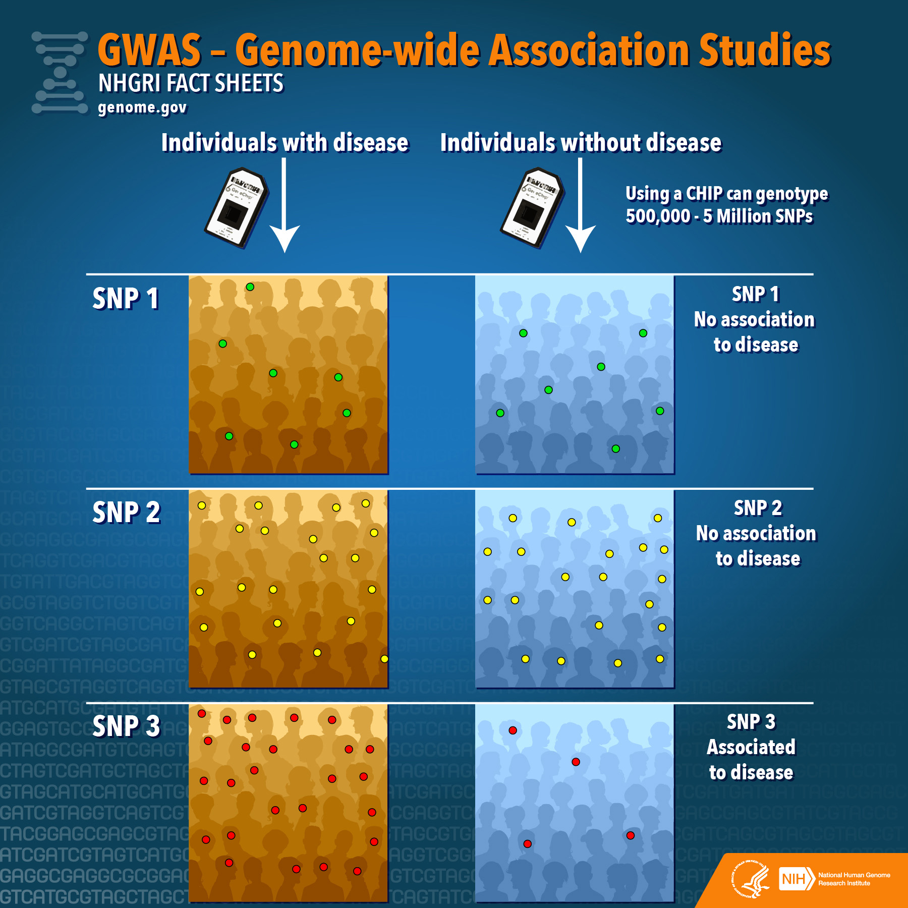 First Genetic Map Of Attention Deficit >> Genome Wide Association Studies Fact Sheet Nhgri First Genetic Map Of Attention Deficit >> Genome Wide Association Studies Fact Sheet Nhgri
