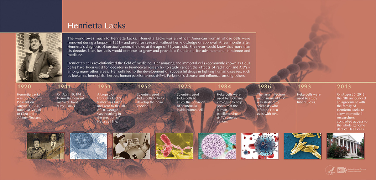 Henrietta Lacks (HeLa) Timeline. Image Credit: Darryl Leja, NHGRI.