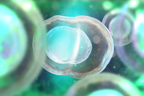  Induced pluripotent stem cells (IPSCs) Credit: Shutterstock.com/Andrii Vodolazhskyi