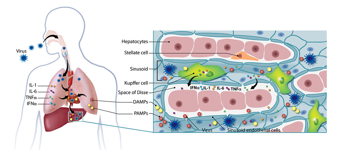 Kupffer cell depletion studies have highlighted their role as a major node in this immune reaction