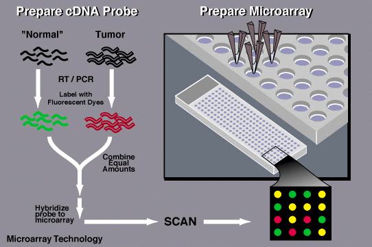 Microarray Technology