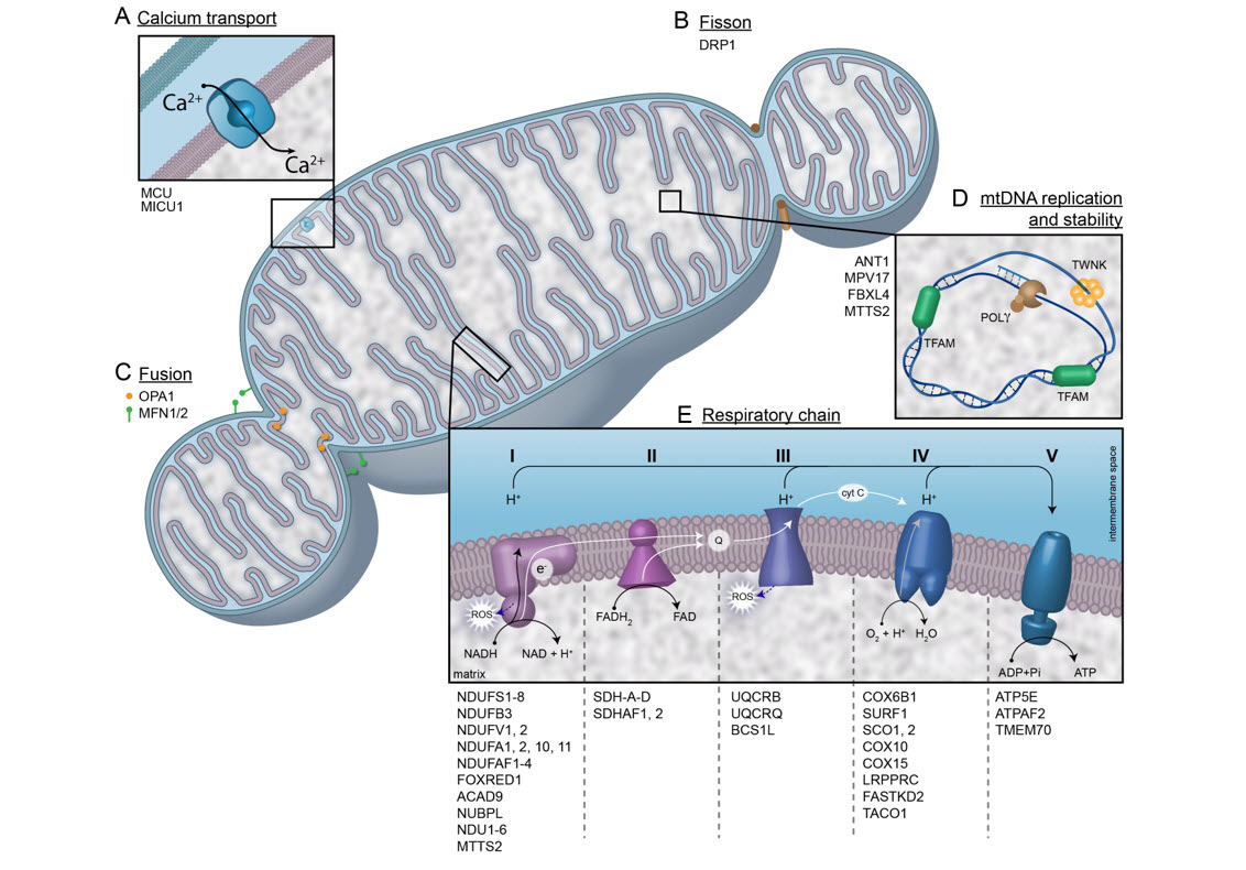 Role of mitochondria in immune cell function