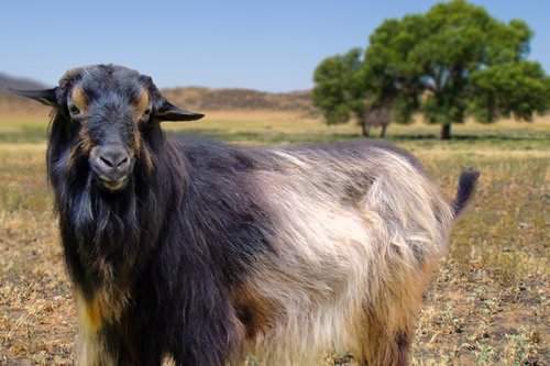 San Clemente goat Papadum poses for a photo.