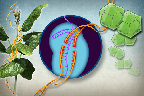 An illustration of using the gene-editing tool CRISPR/Cas9 in plants.
