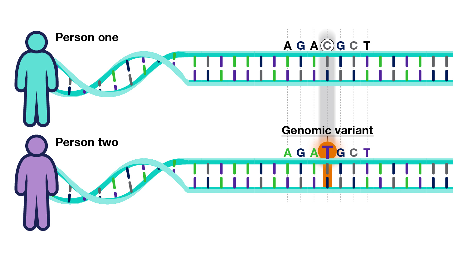 Genomic variant