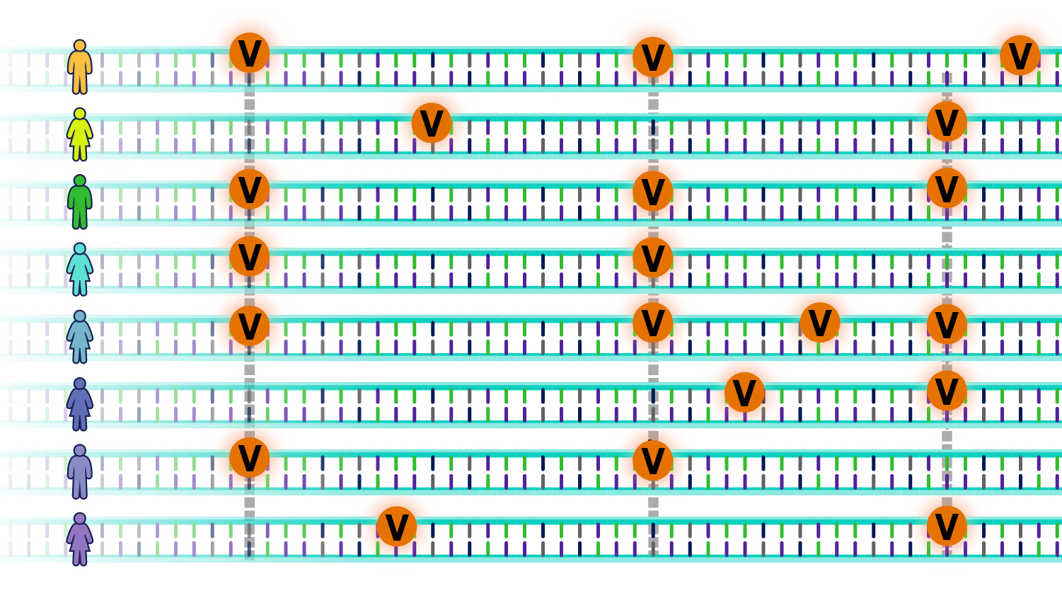 Multiple genomic variants shown on different strands of DNA double-helix