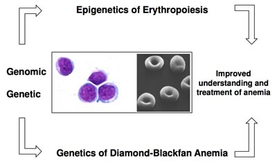 Model of Diamond-Blackfan Anemia syndrome (DBA)