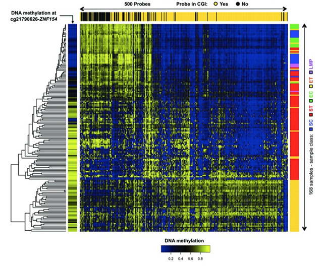 heat map depicting the stratified levels of DNA methylation in a variety of gynecological tissues and tumors (from top to bottom, respectively)