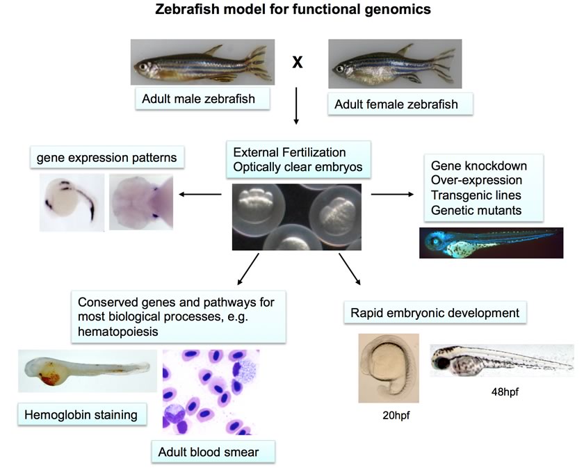 Zebrafish model for functional genomics