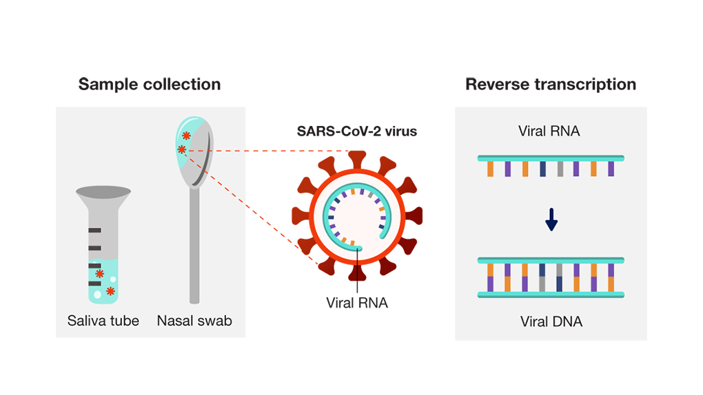 Sample collection SARS COVID-19 Reverse Transcription