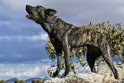 Sardinian Dog. Credit: Raffaella Cocco, Università degli Studi di Sassari
