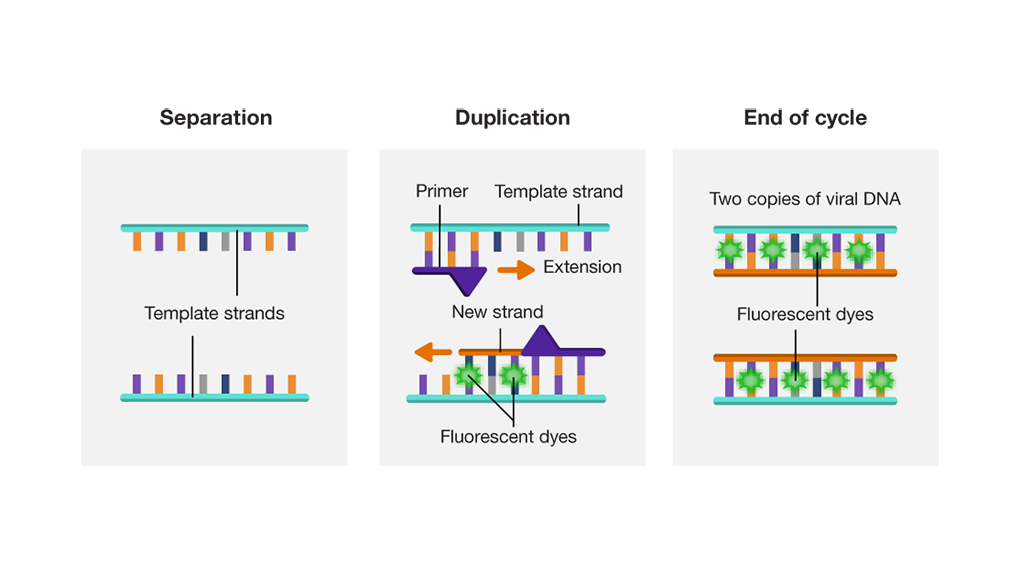 Separation Duplication End of Cycle