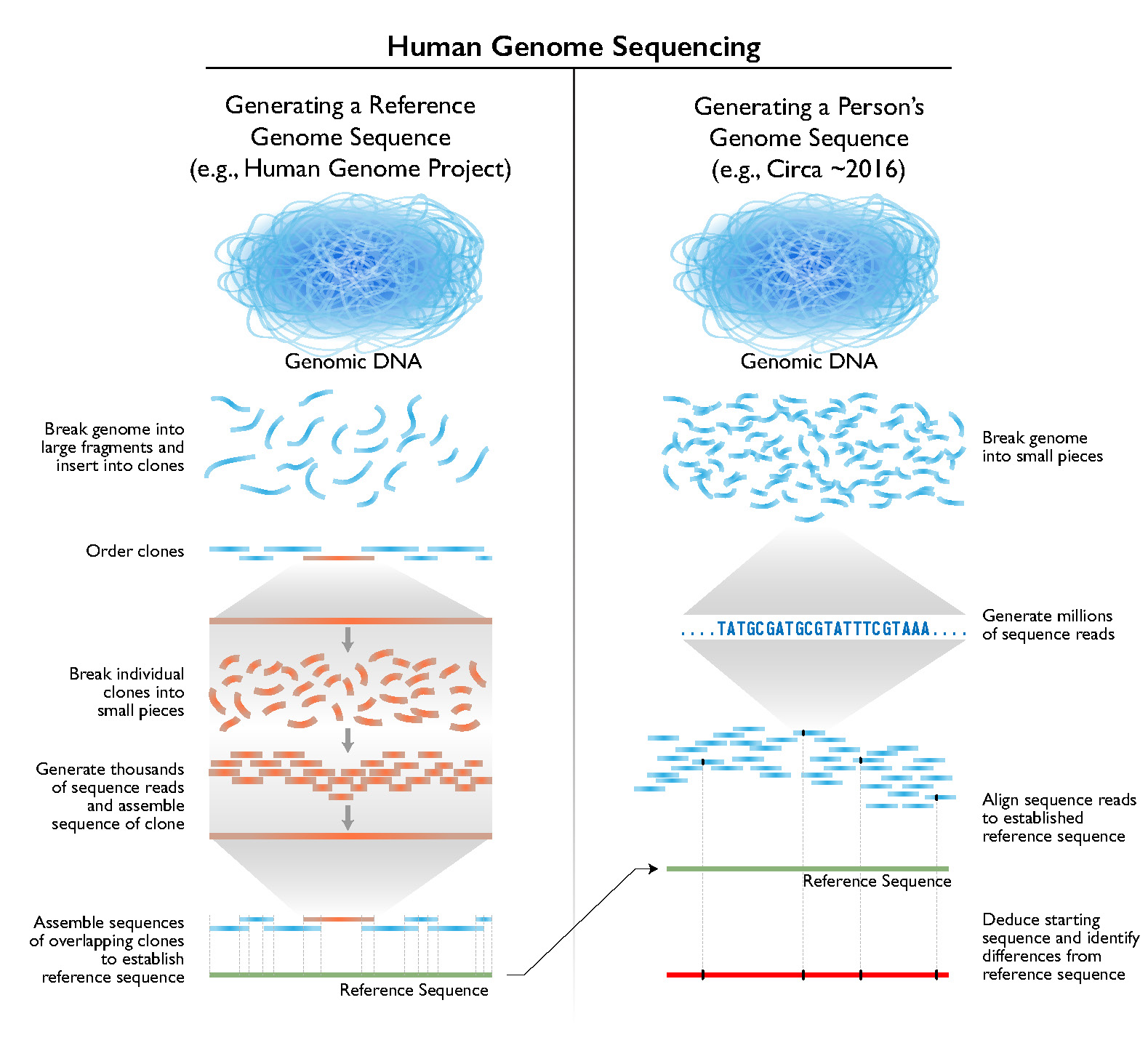 dna sequencing