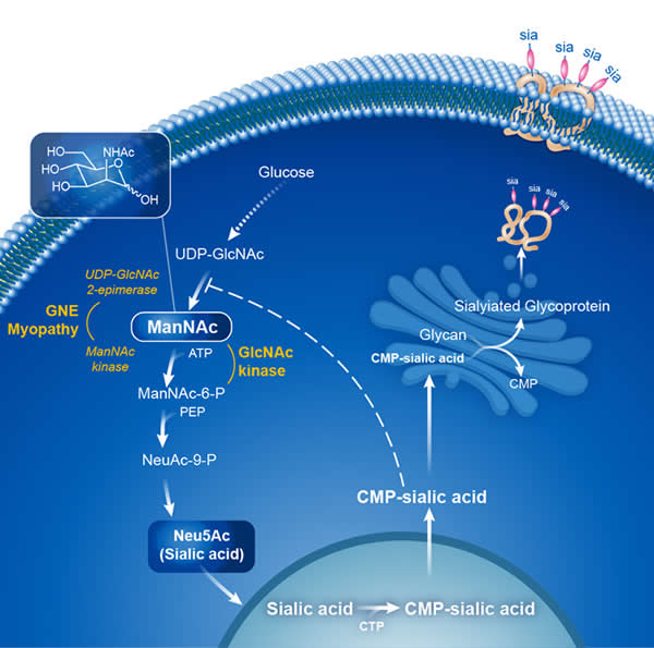 sialic acid pathway