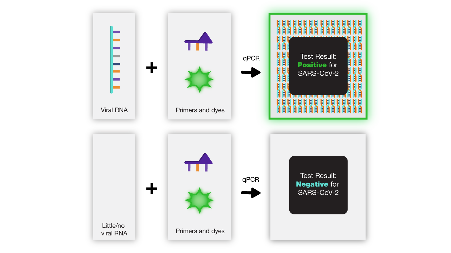 COVID PCR Test