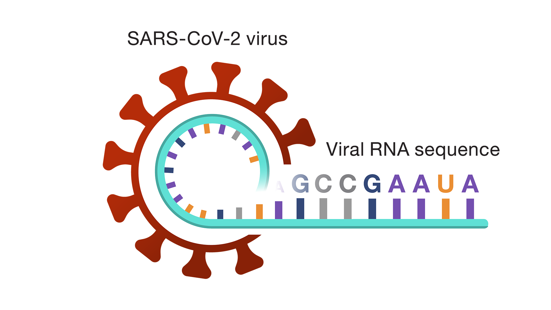 Viral RNA sequence of the SARS-CoV-2 virus 