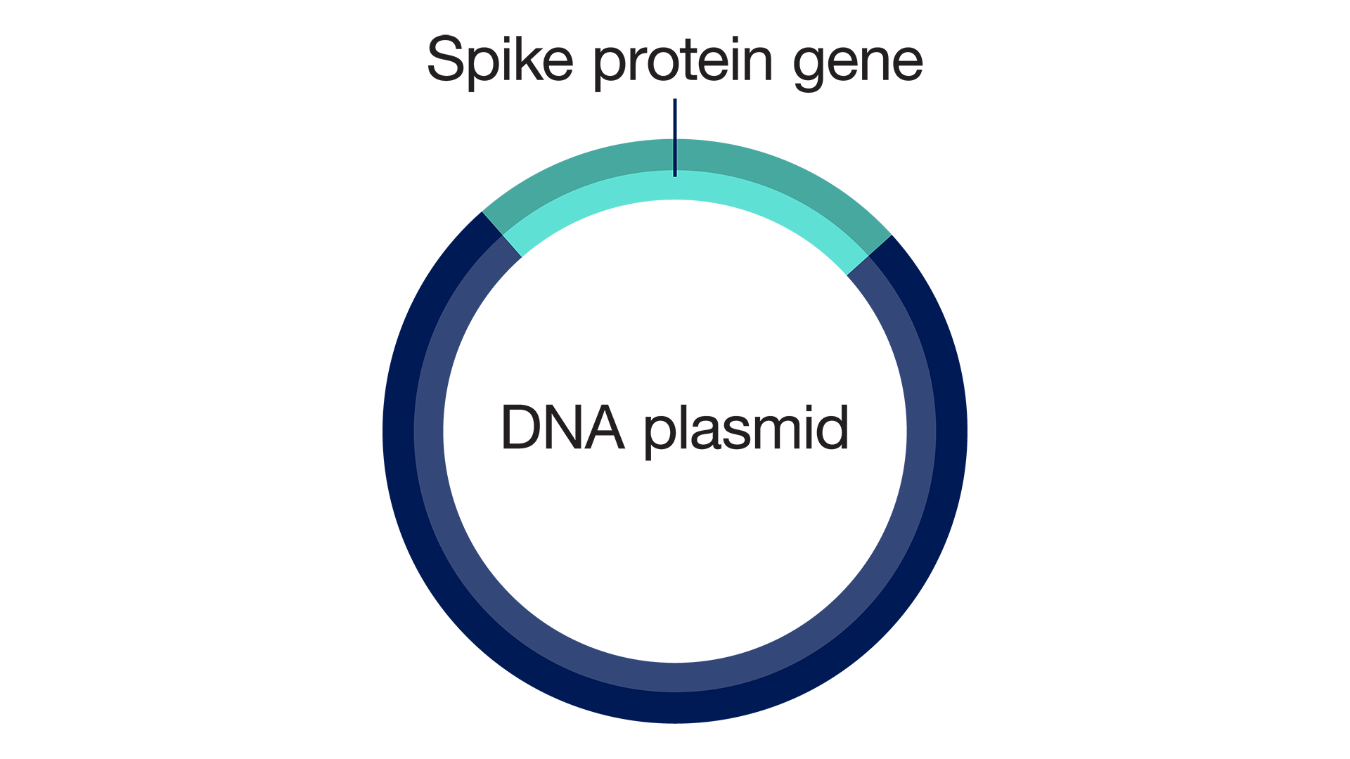 Spike protein gene in a DNA plasmid