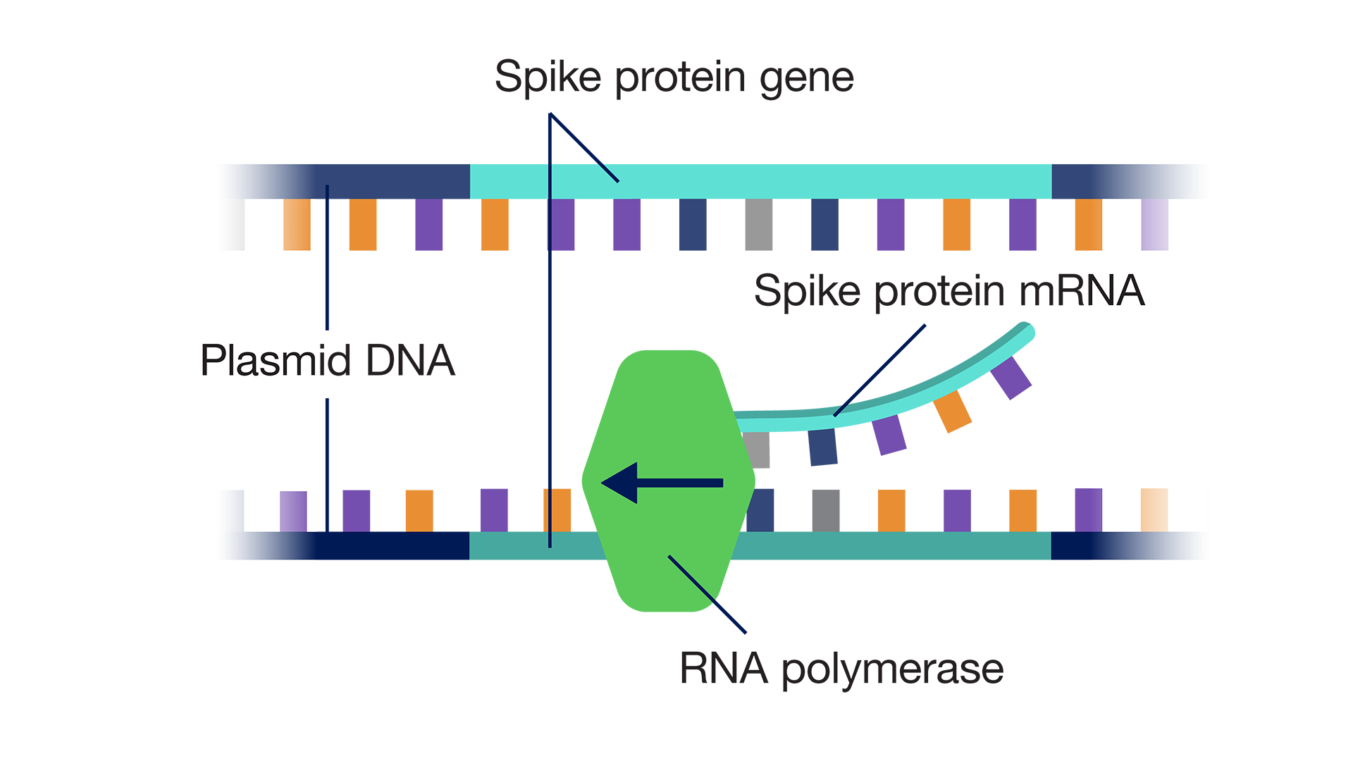 RNA polimeraz