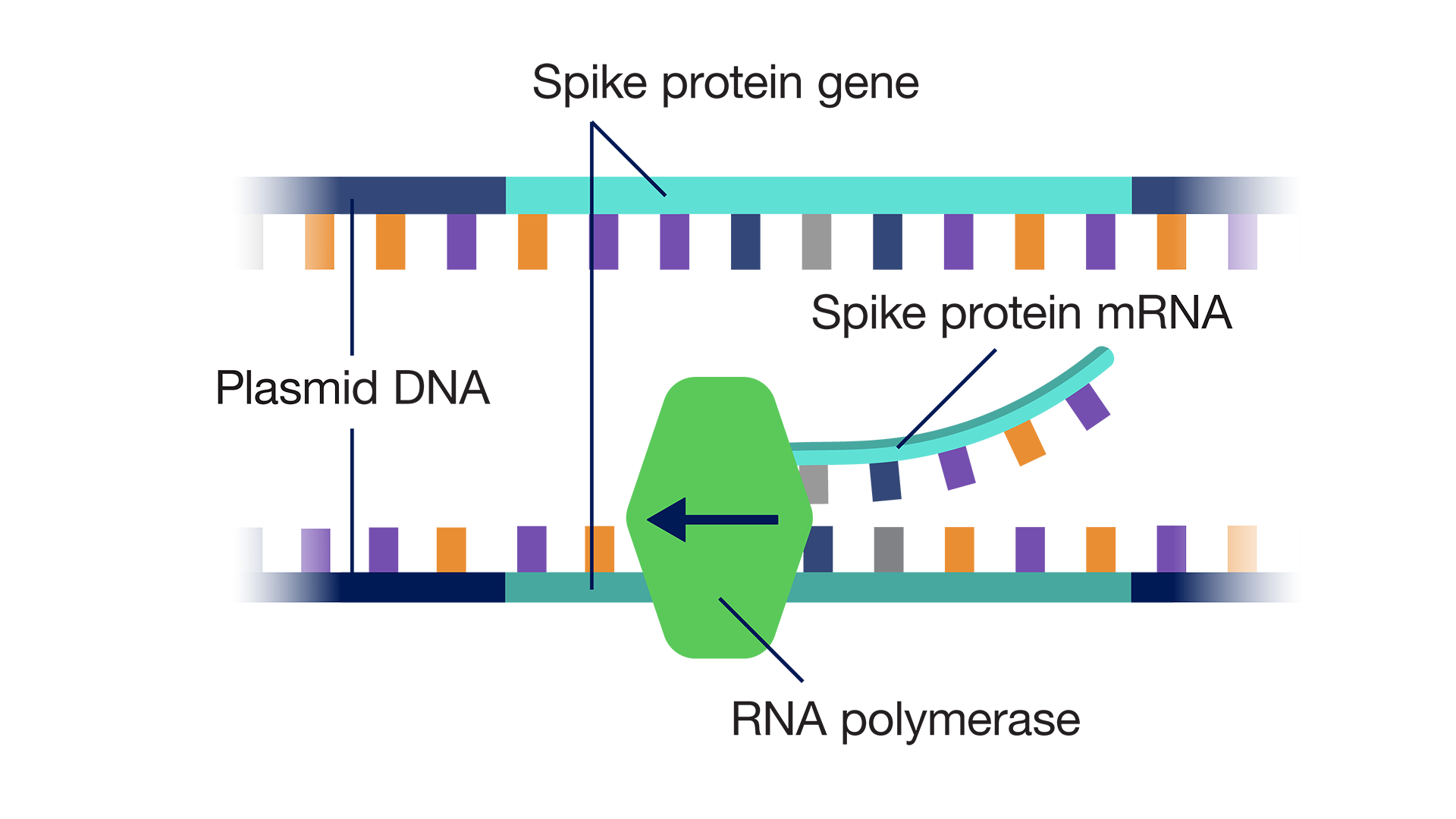 RNA Polymerase