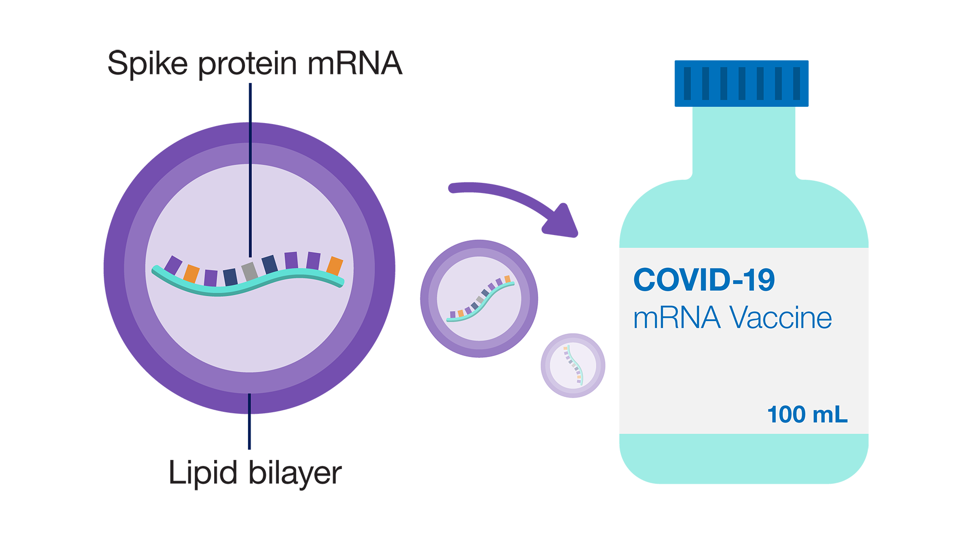 Spike proteinleri koruyan lipid çift tabakası;  COVID-19 mRNA aşısı