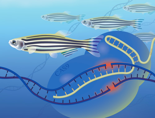 zebrafish illustration 