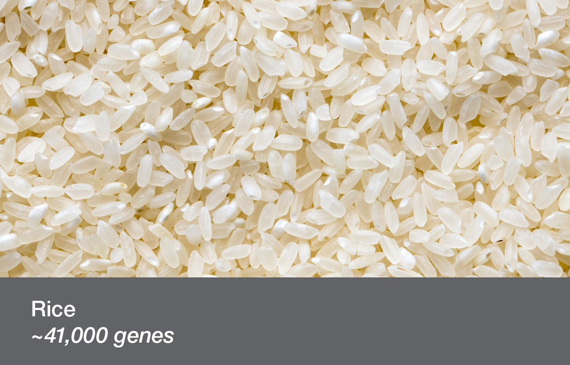 Rice 41,000 genes