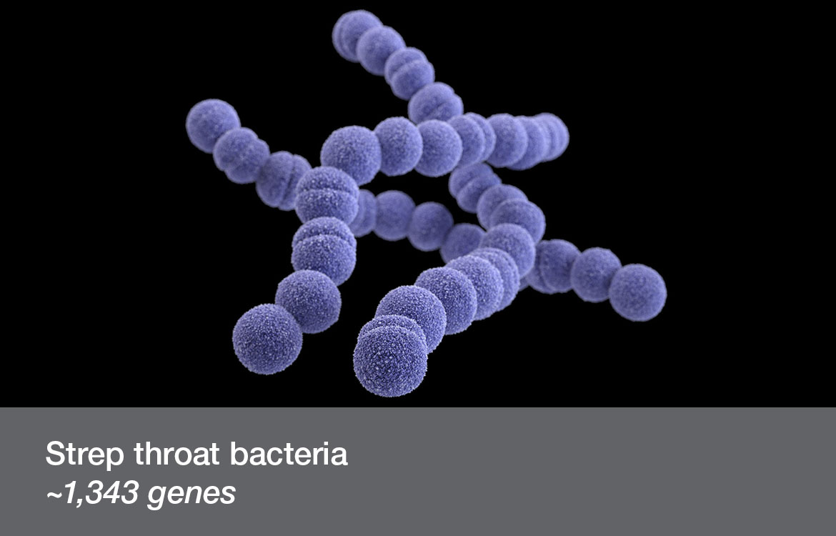 Streptococcus group A - strep throat