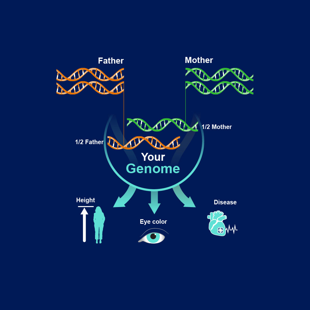 Sequence Your Genome What Is DNA Sequencing BZLU