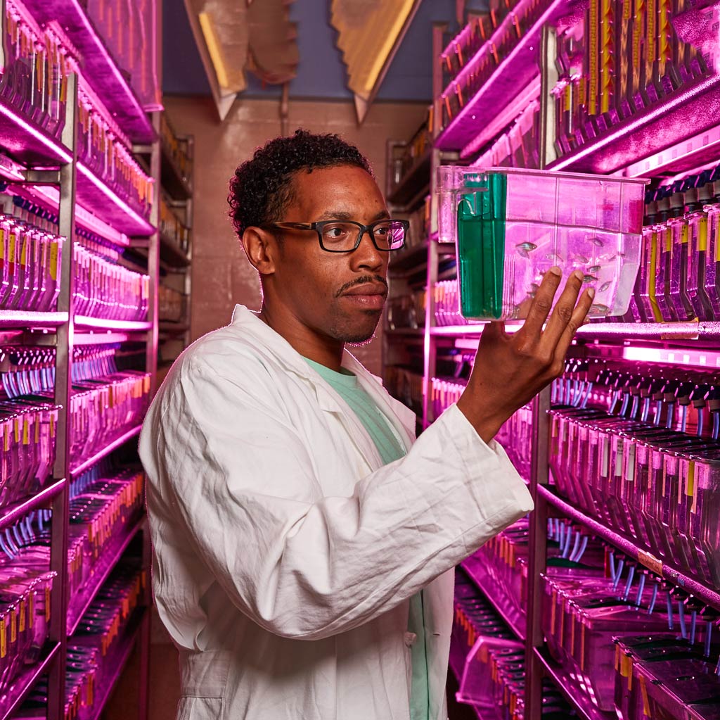 Man looking at zebrafish in lab