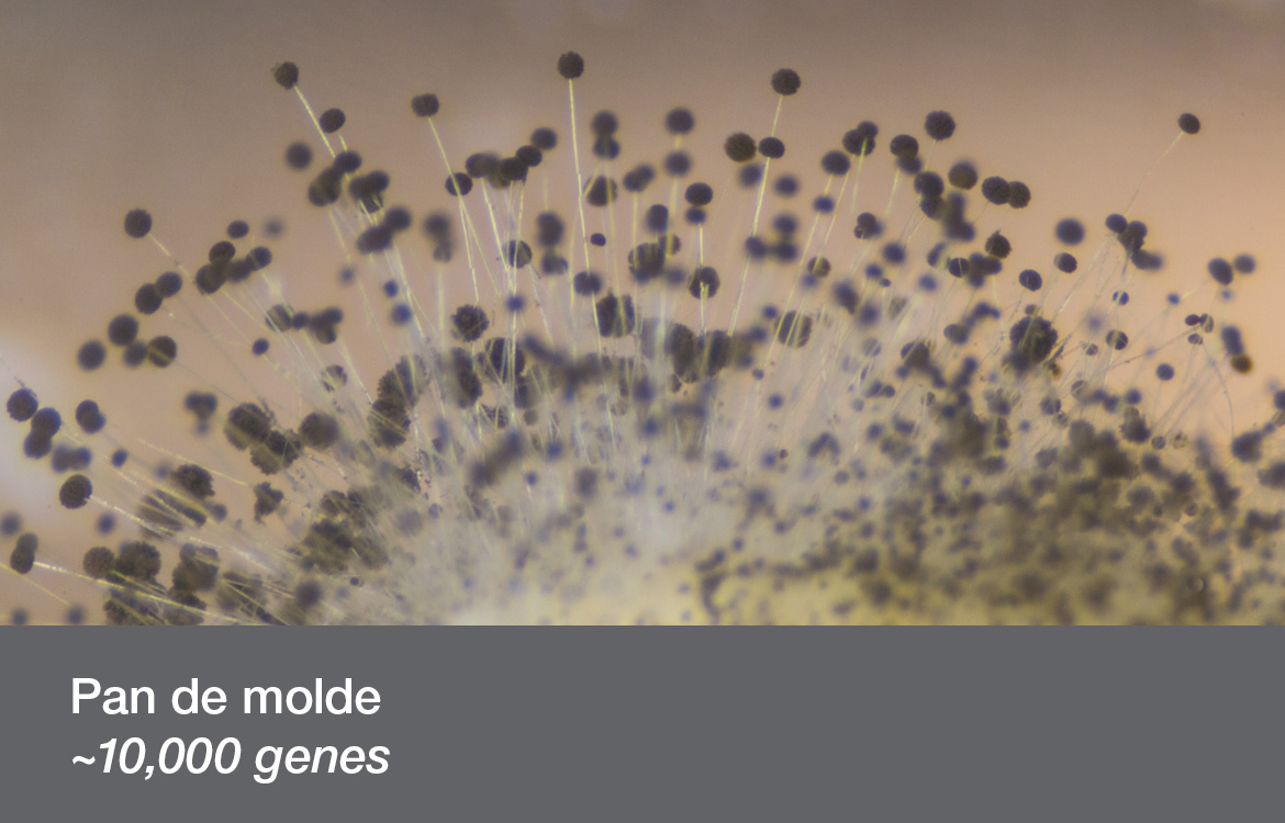 Pan de molde ~10,000 genes
