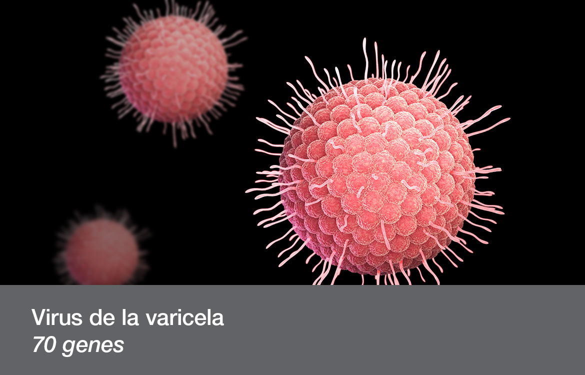 Virus de la varicela 70 genes