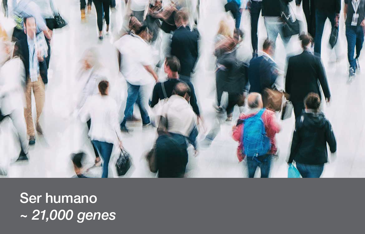 Ser humano ~21,000 genes