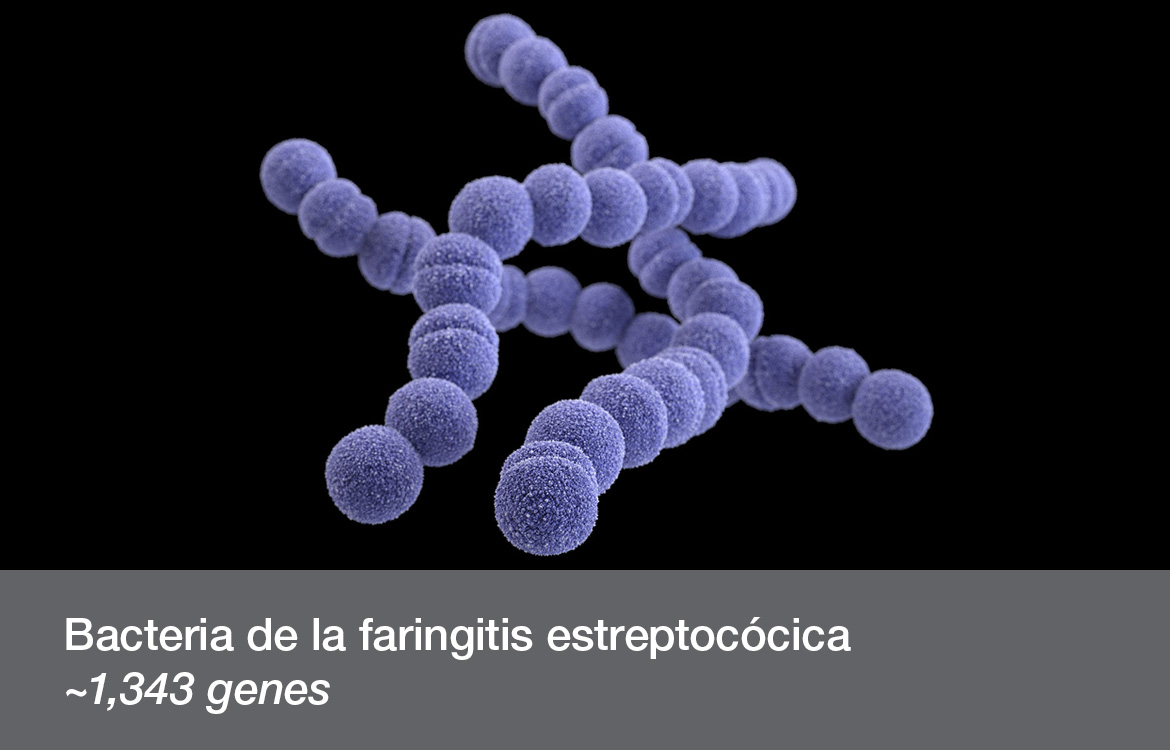 Bacteria de la faringitis estreptocócica ~1,343 genes