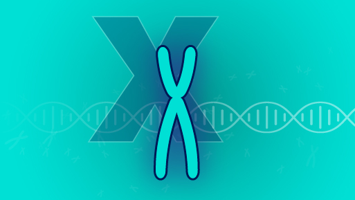 X chromosome