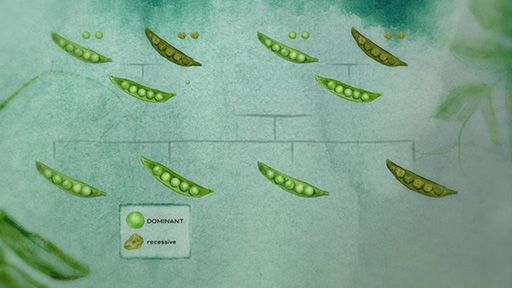 Dominant vs. Recessive Traits