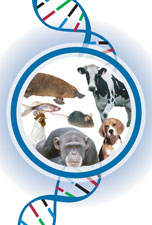 DNA with animals