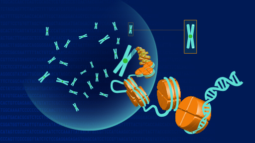 Chromosome Abnormalities Fact Sheet