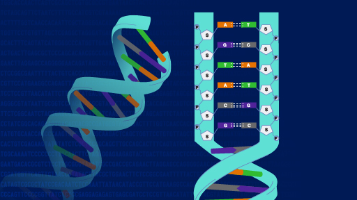 Genetic Makeup Of Humans Vs S Mugeek Vidalondon