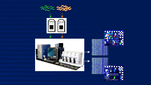 DNA microarray