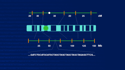 Genetic Mapping