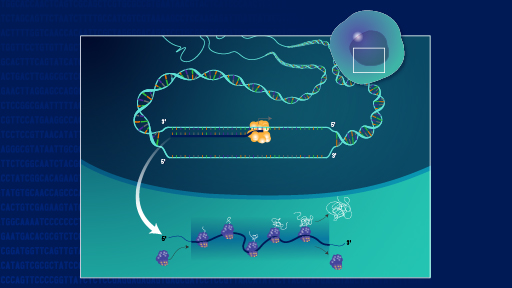 Transcriptome