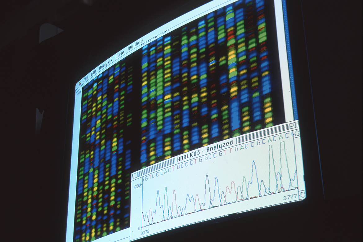 Automated DNA sequencers used in the HGP generate a four-color chromatogram showing the results of the sequencing reaction.