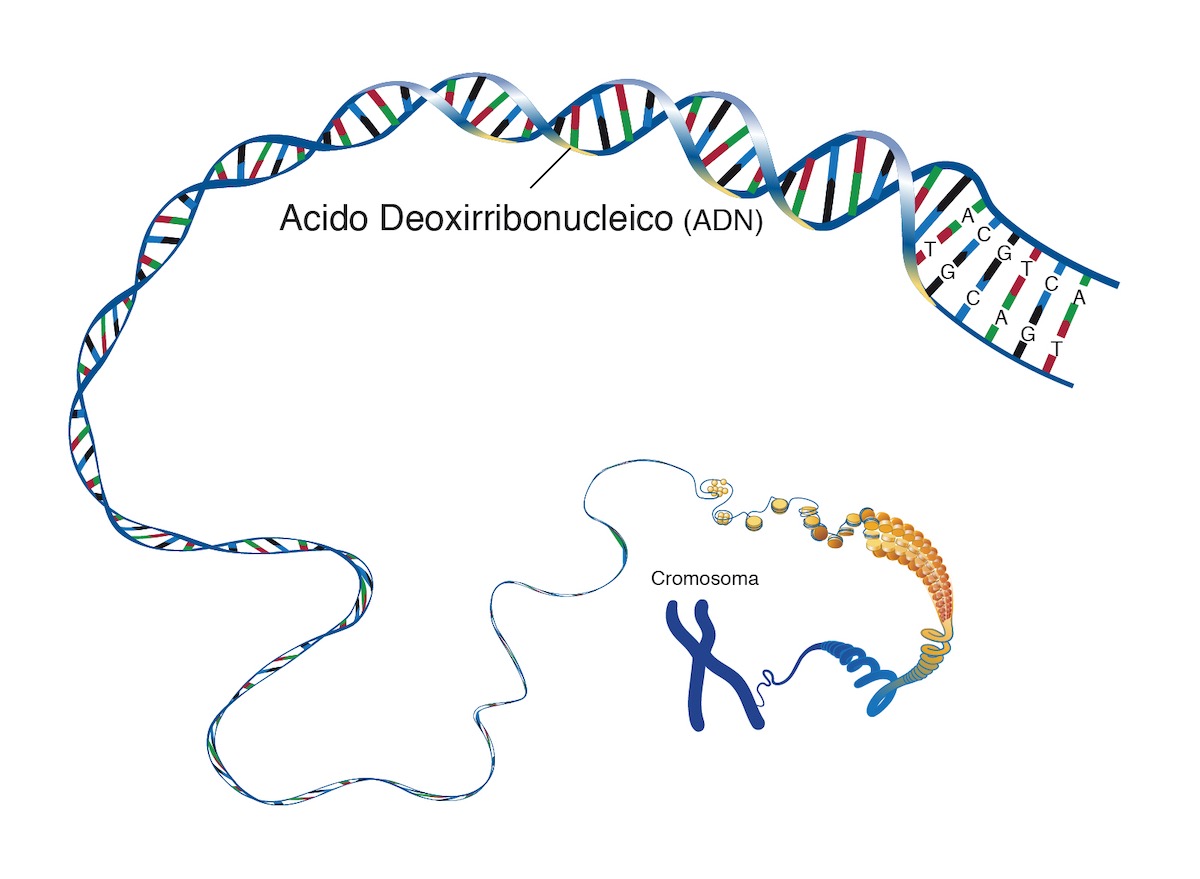  Acido Desoxirribonucleico